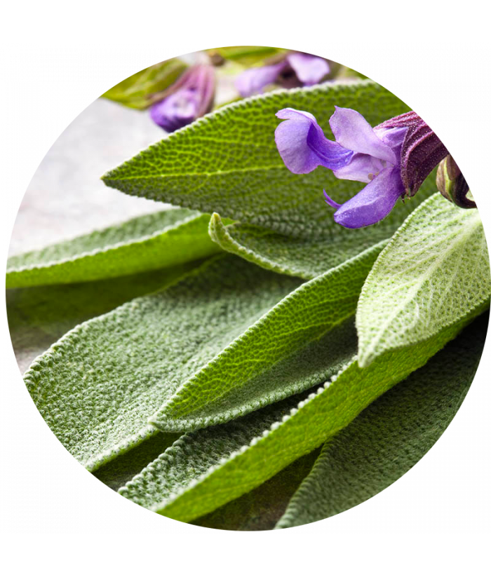 Šalvějový extrakt (Sage extract) 14